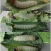 pyr carthami larva6 volg